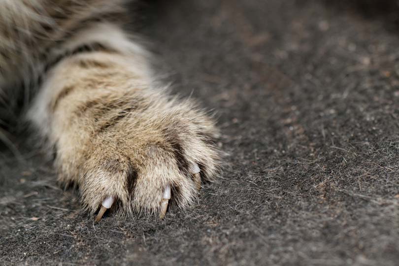 Comment Proteger Son Canape Des Griffes De Chat