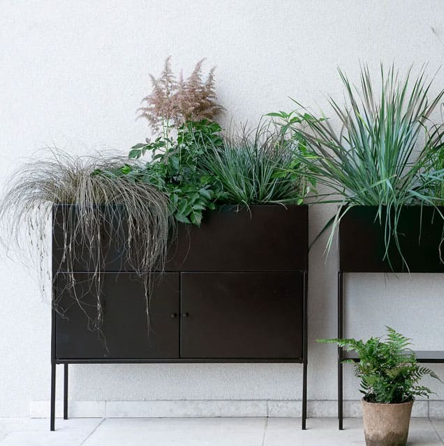 Plantes vertes pour décorer un salon cosy